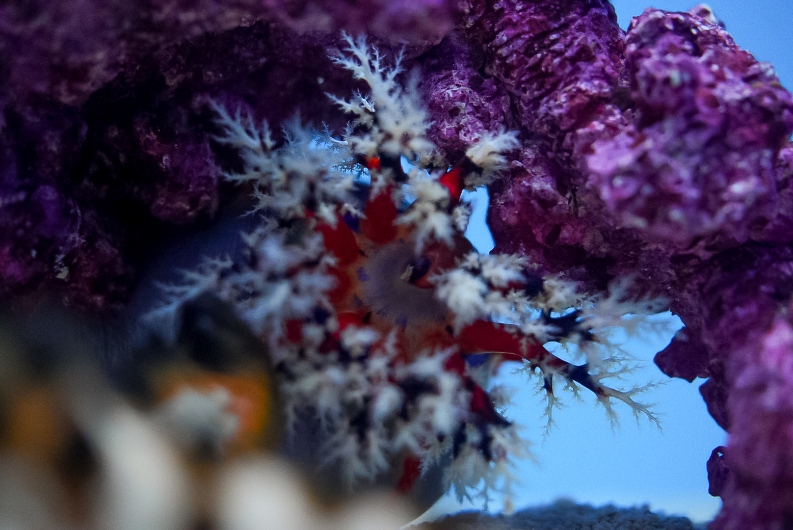 Australian Sea Apple