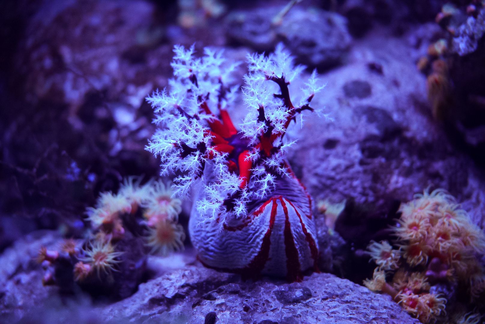 Australian Sea Apple