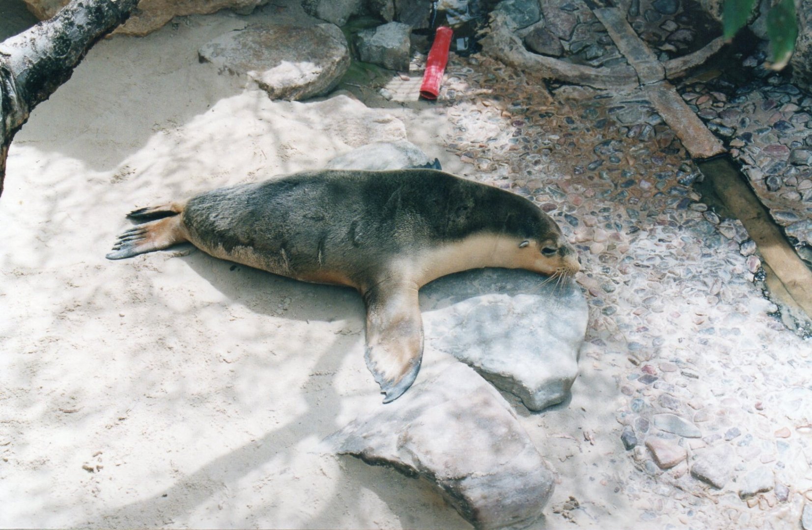 Australian Sea Lion, 2004