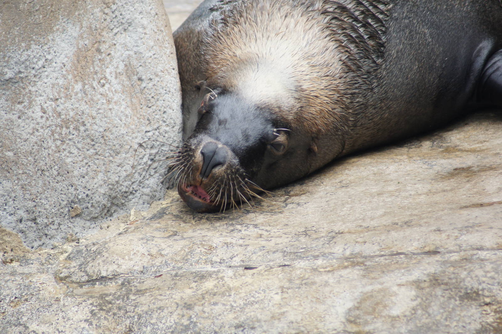 Australian sea lion bull