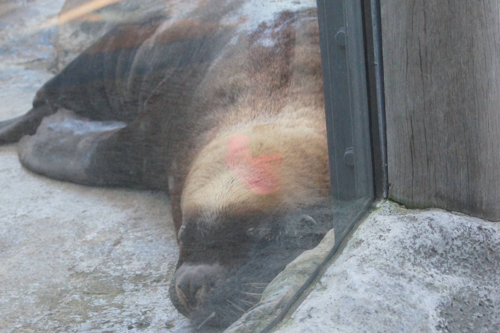 Australian sea lion bull