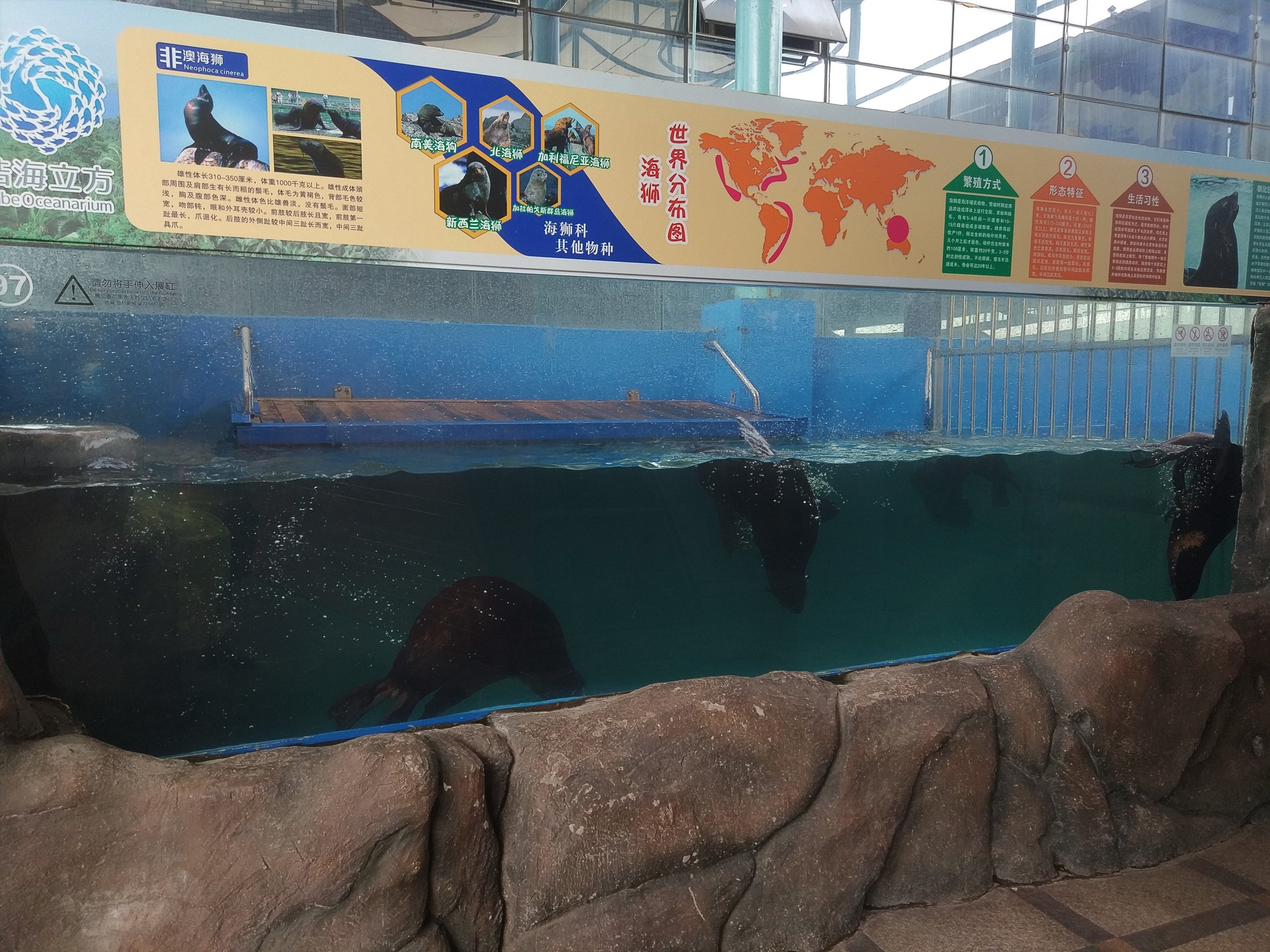 Australian Sea Lion Exhibit