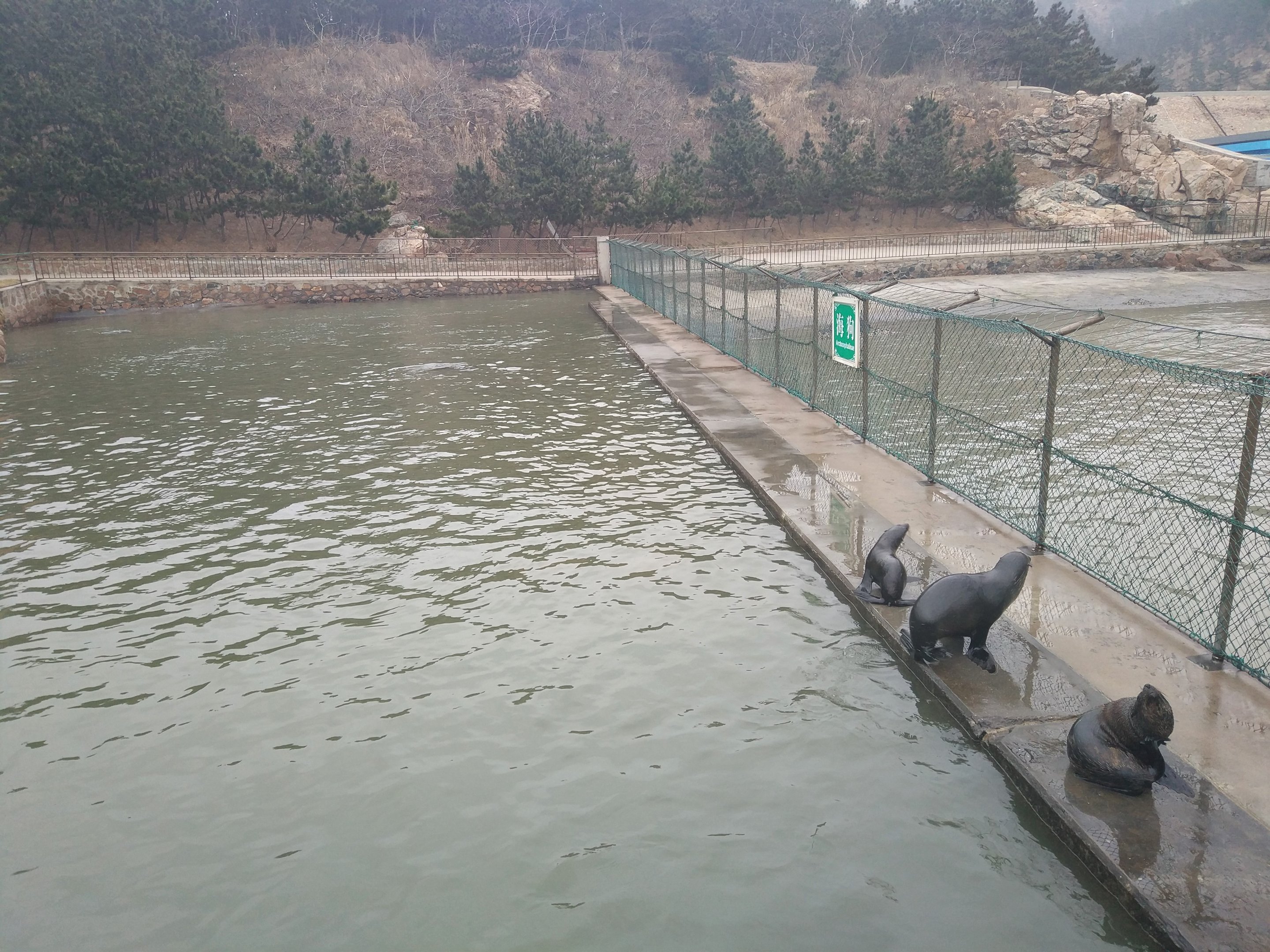 Australian Sea Lion Exhibit