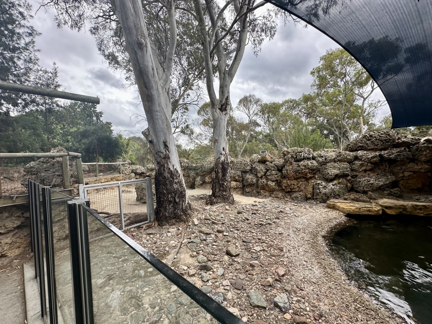 Australian Sea Lion Exhibit