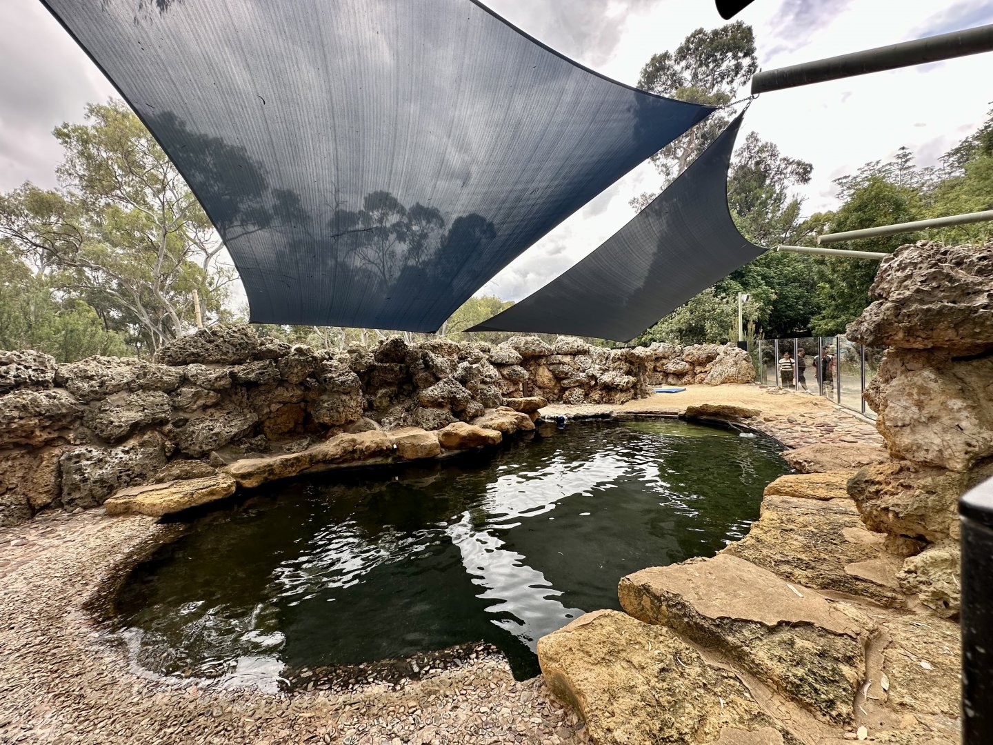 Australian Sea Lion Exhibit