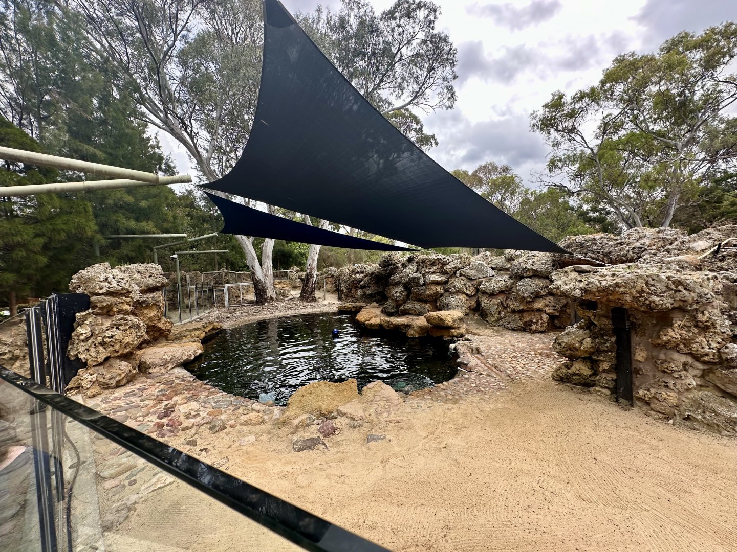 Australian Sea Lion Exhibit