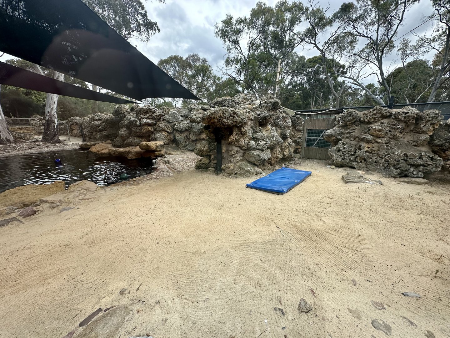 Australian Sea Lion Exhibit