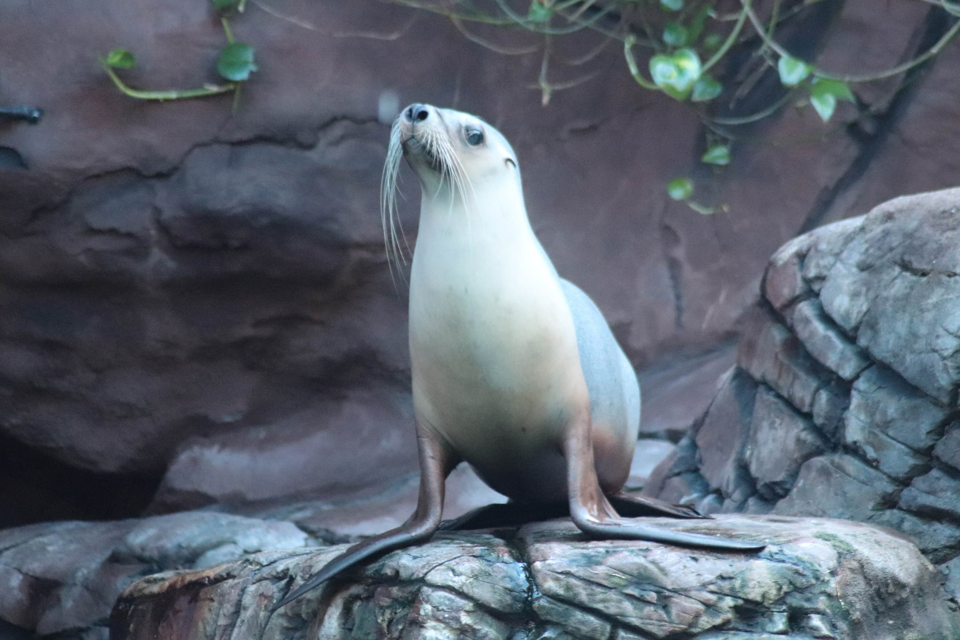 Australian Sea Lion- Female (Arctocephalus forsteri)