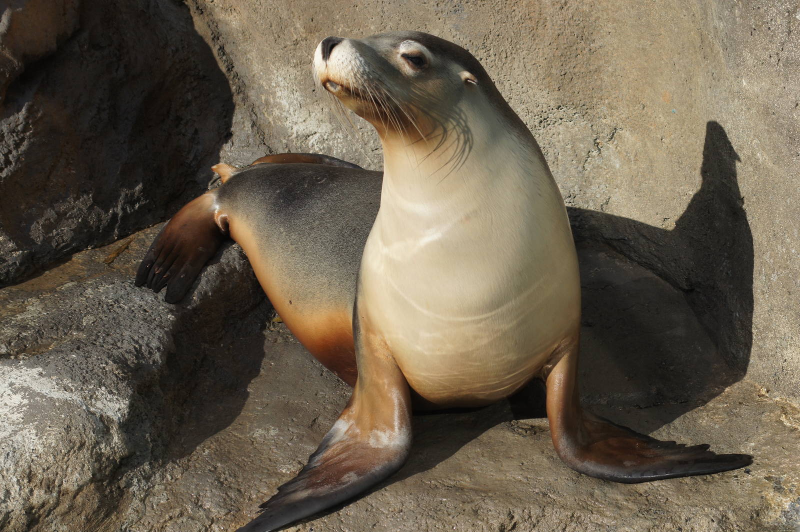 Australian sea lion Lexie