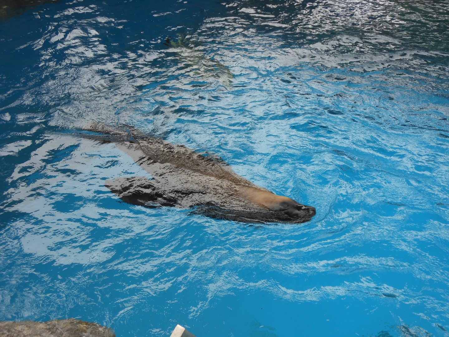 Australian Sea Lion (Neophoca cinerea)