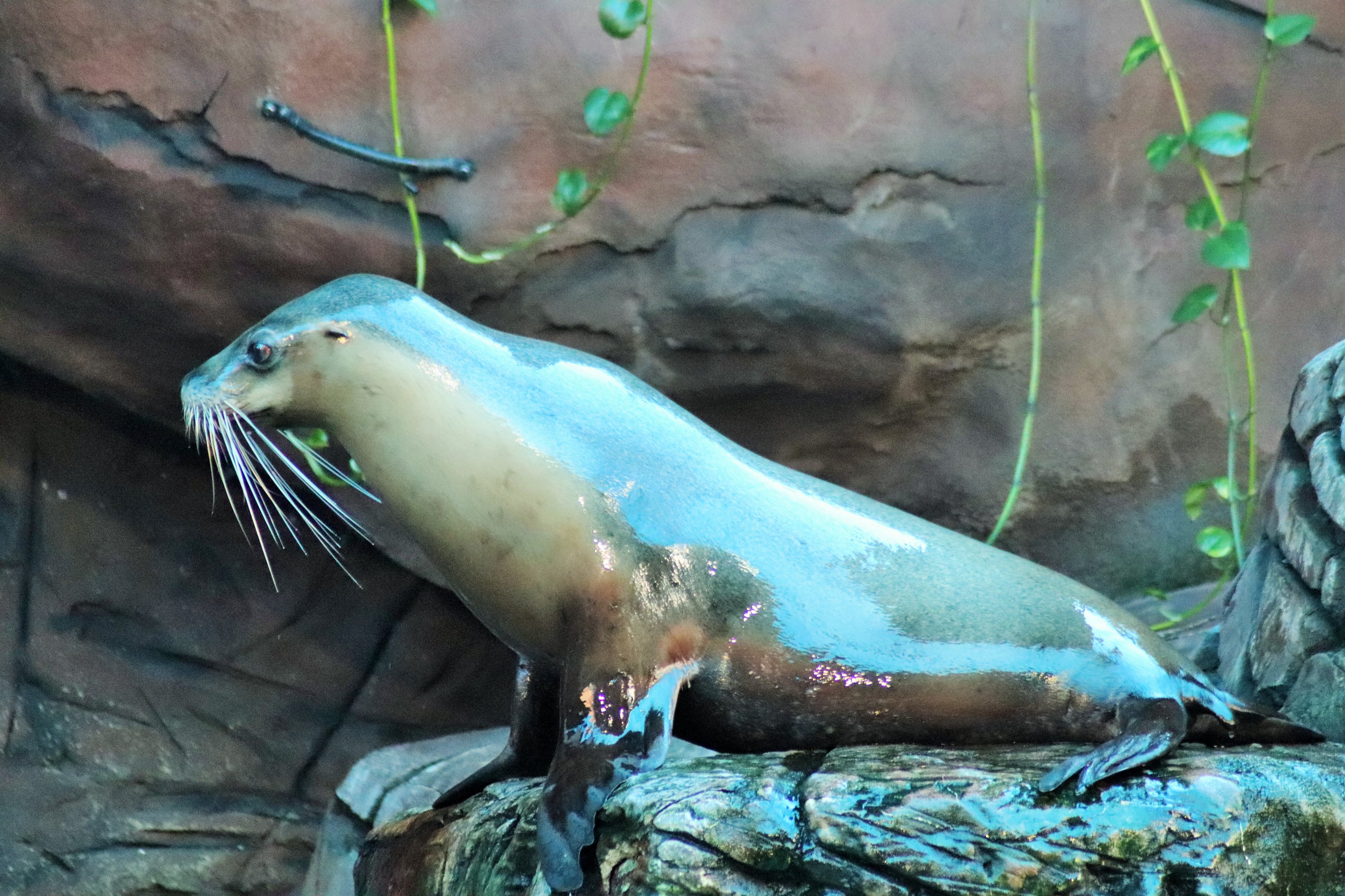 Australian Sea Lion (Neophoca cinerea)