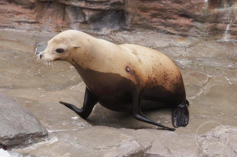 Australian Sea Lion (Neophoca cinerea)