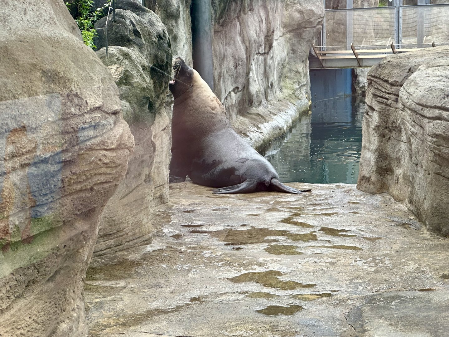 Australian sea lion (Neophoca cinerea)