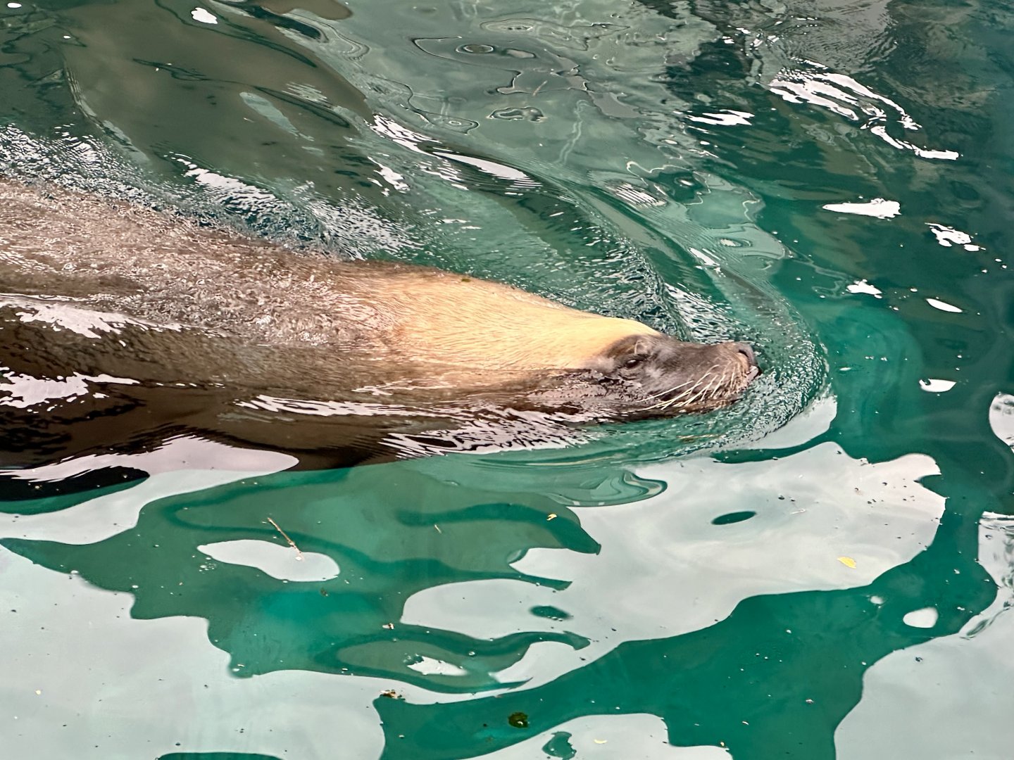 Australian sea lion (Neophoca cinerea)