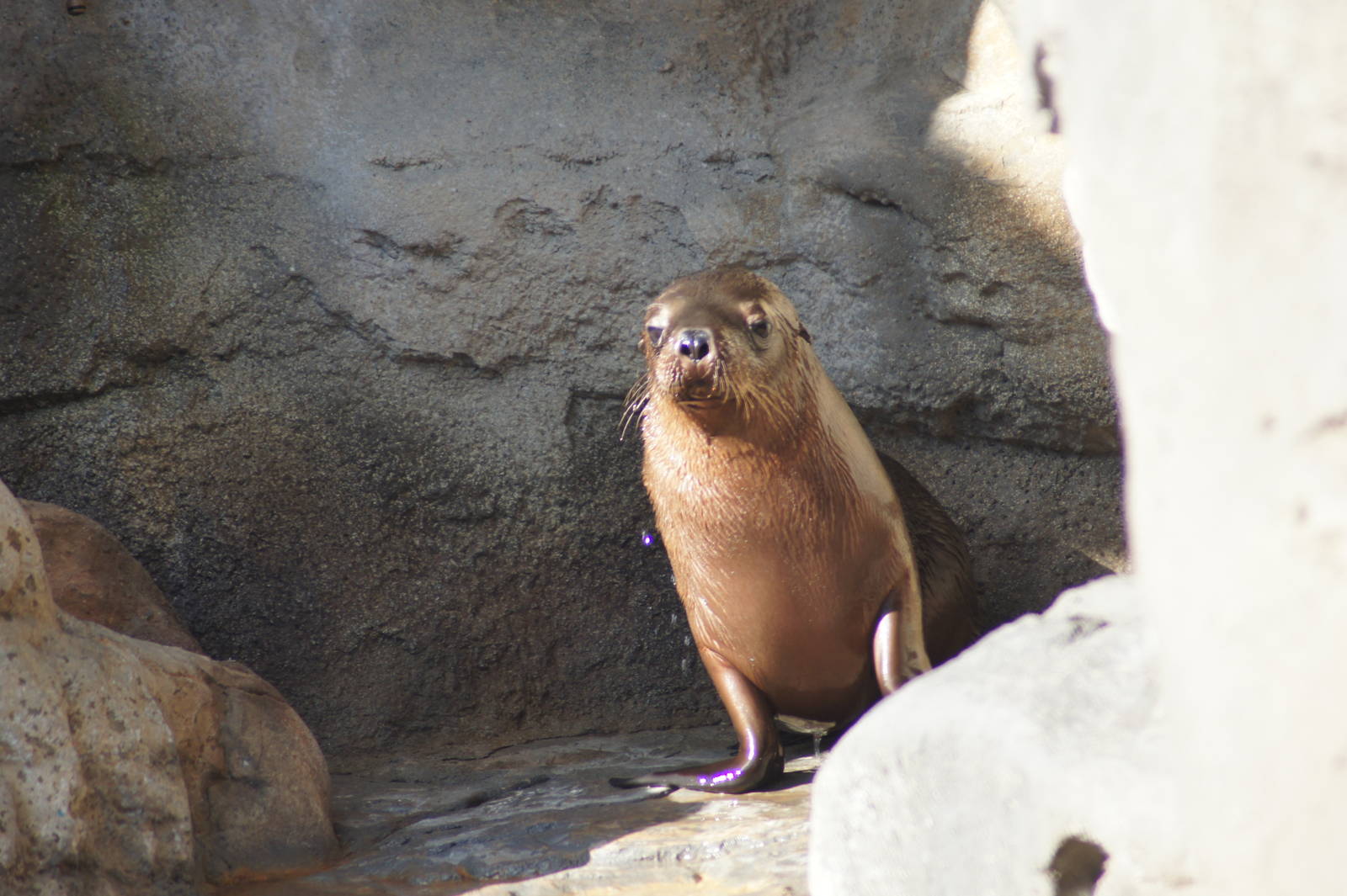 Australian sea lion pup Max