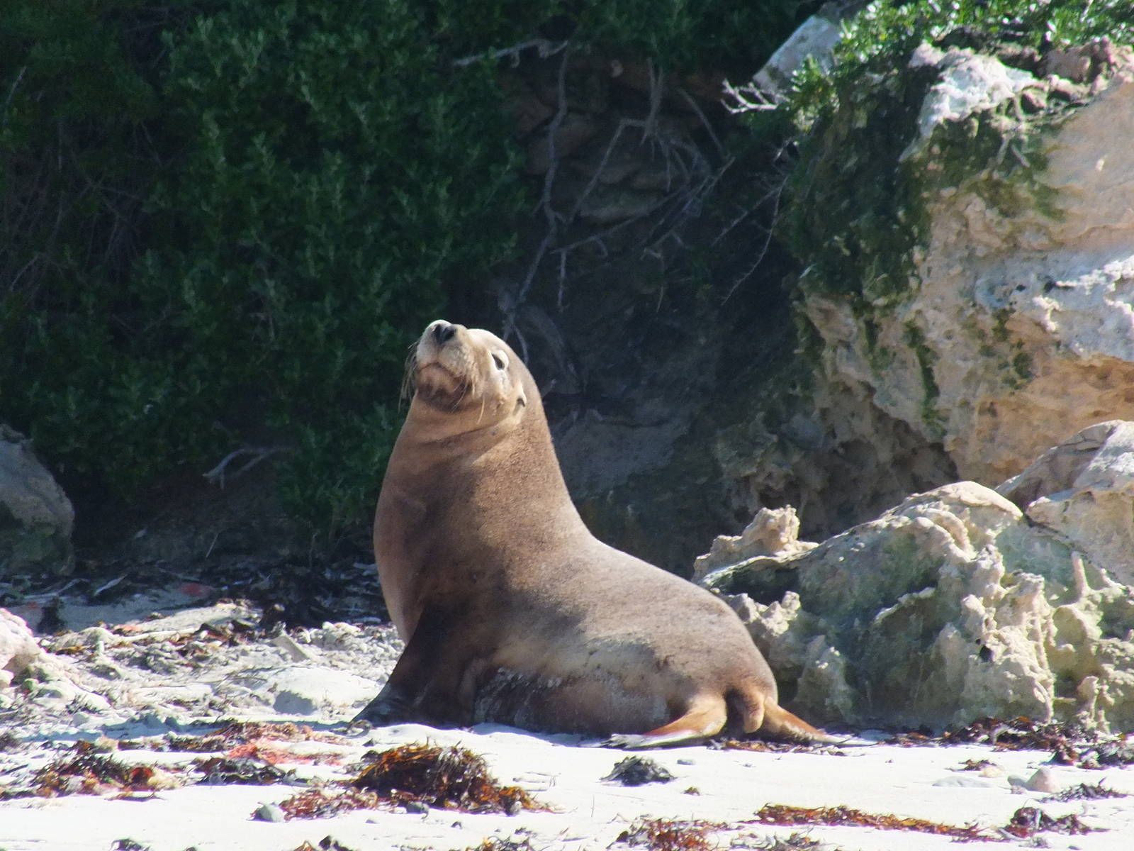 Australian Sea Lion