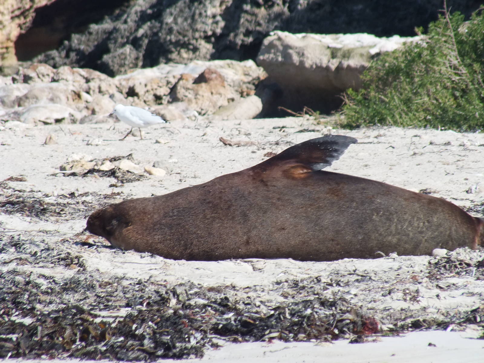 Australian Sea Lion