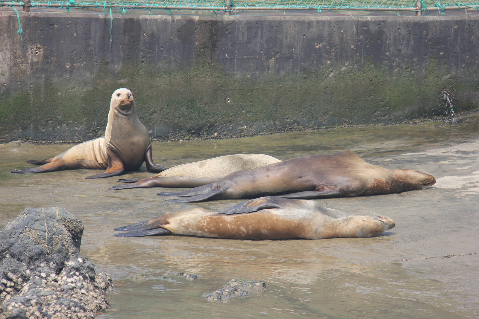 Australian sea lion