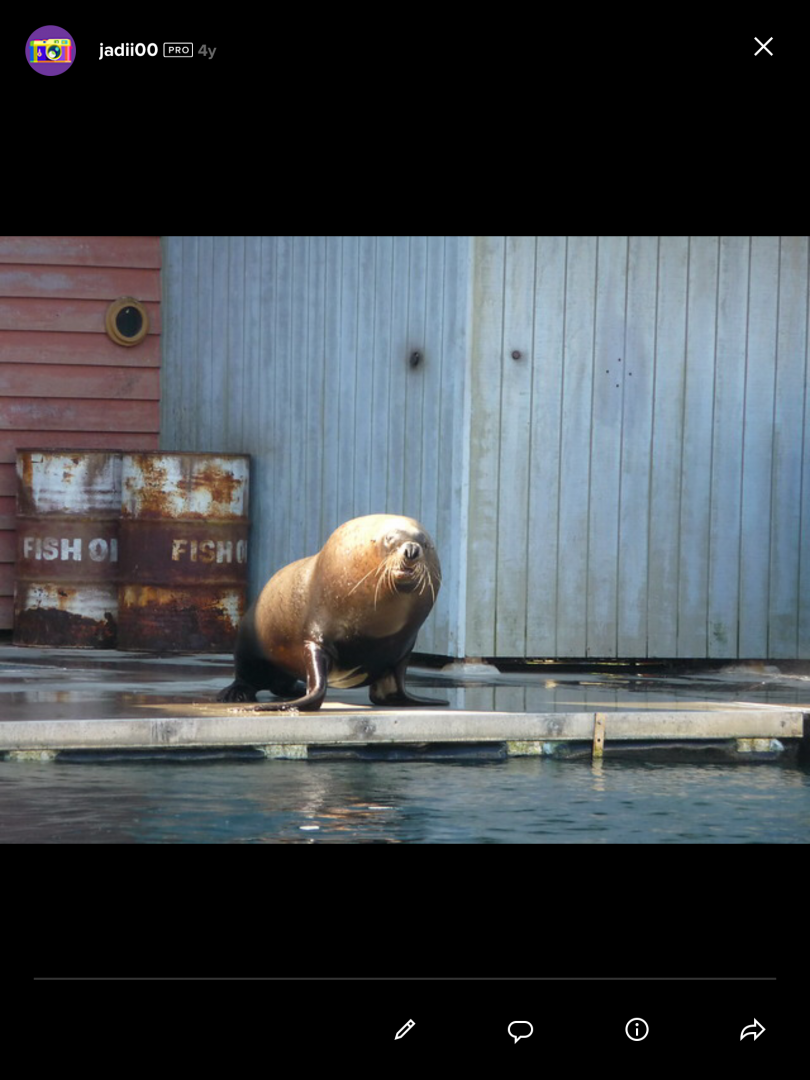 Australian Sea Lion???????