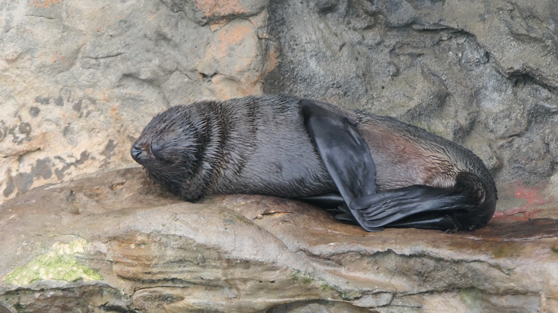 Australian Sea Lion