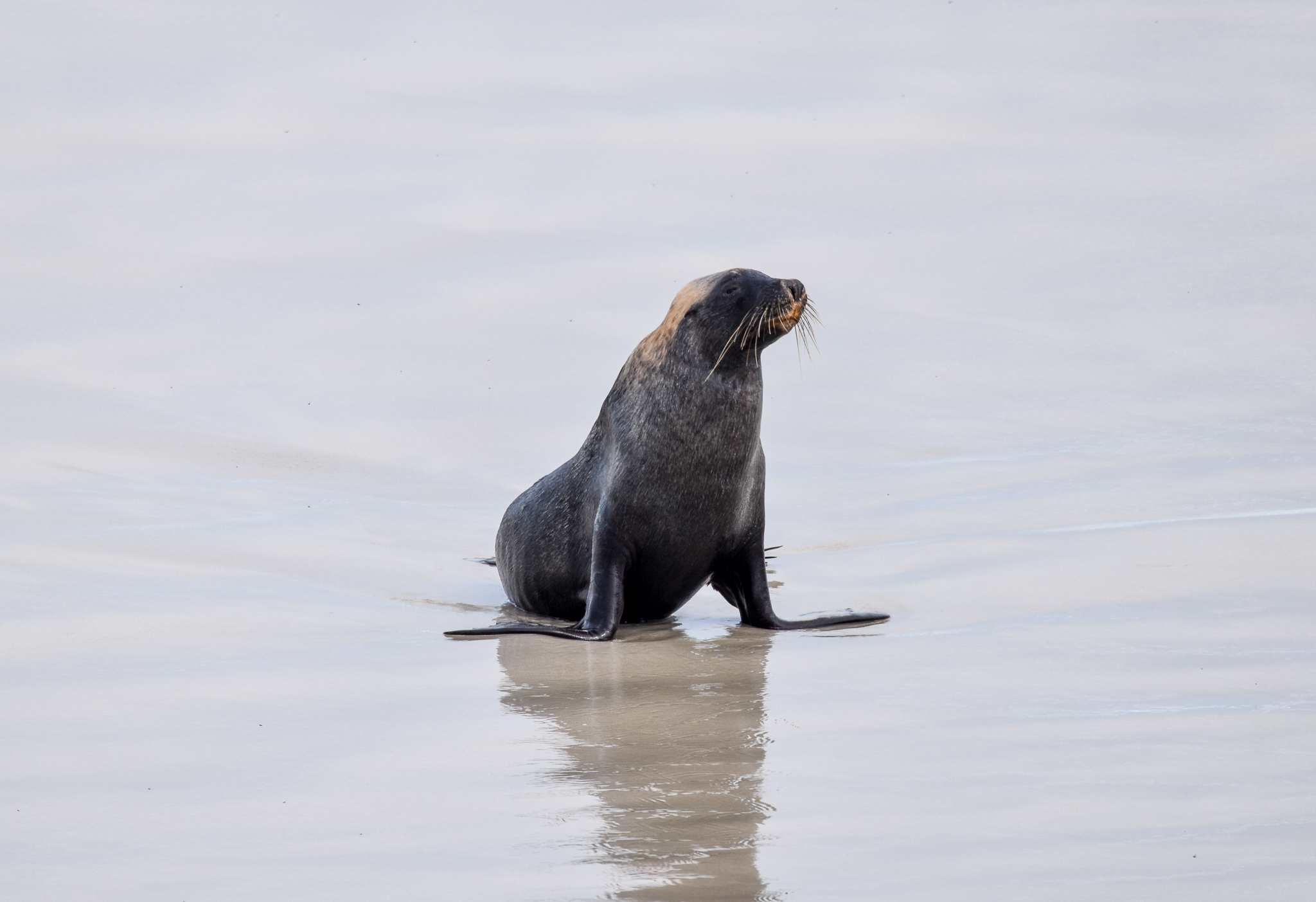 Australian Sea Lion