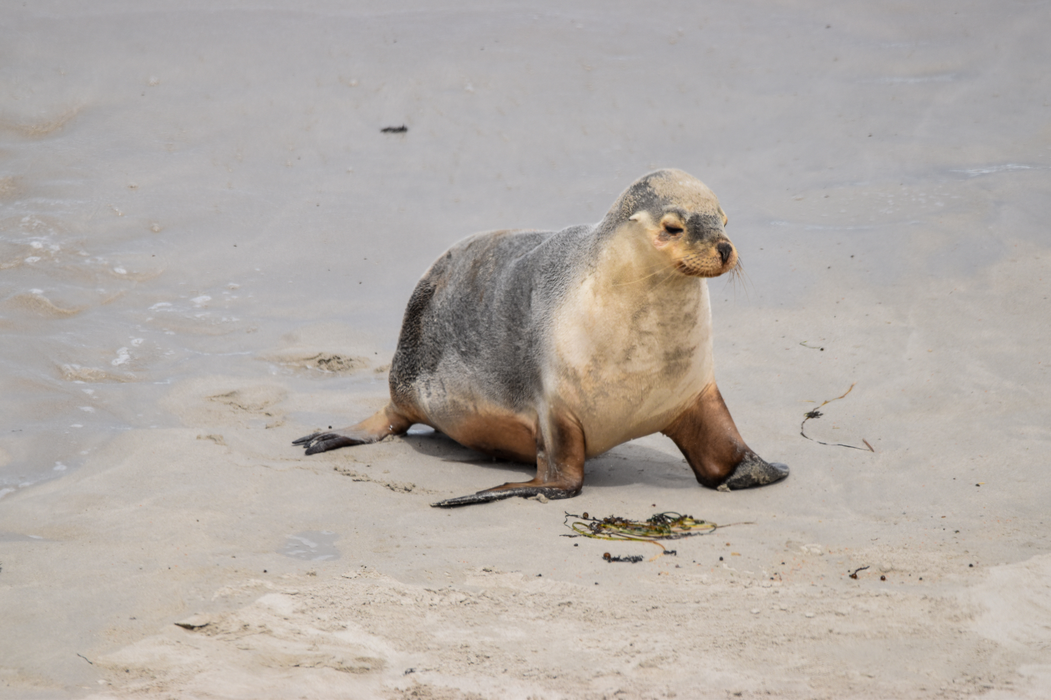 Australian Sea Lion