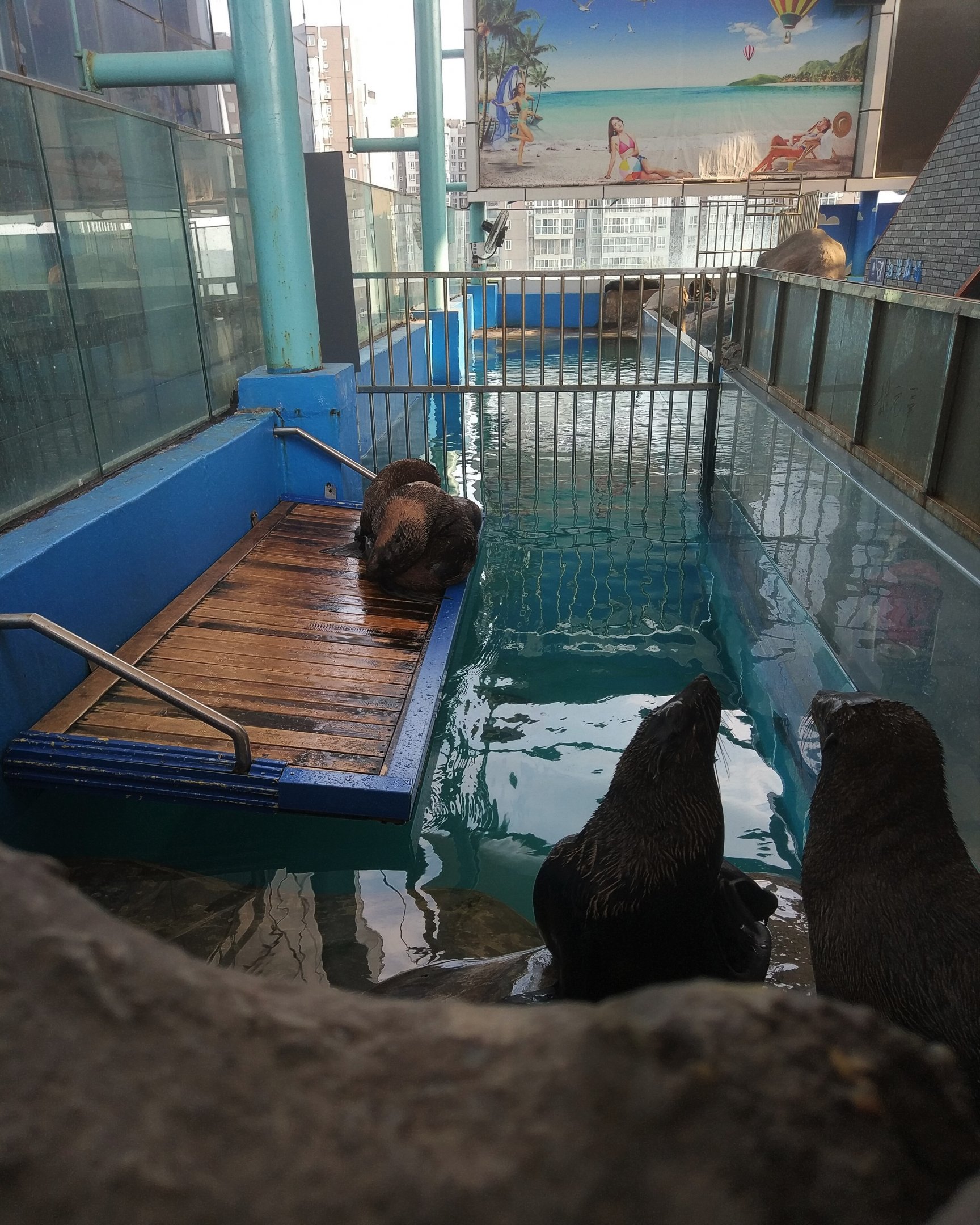 'Australian Sea Lions'