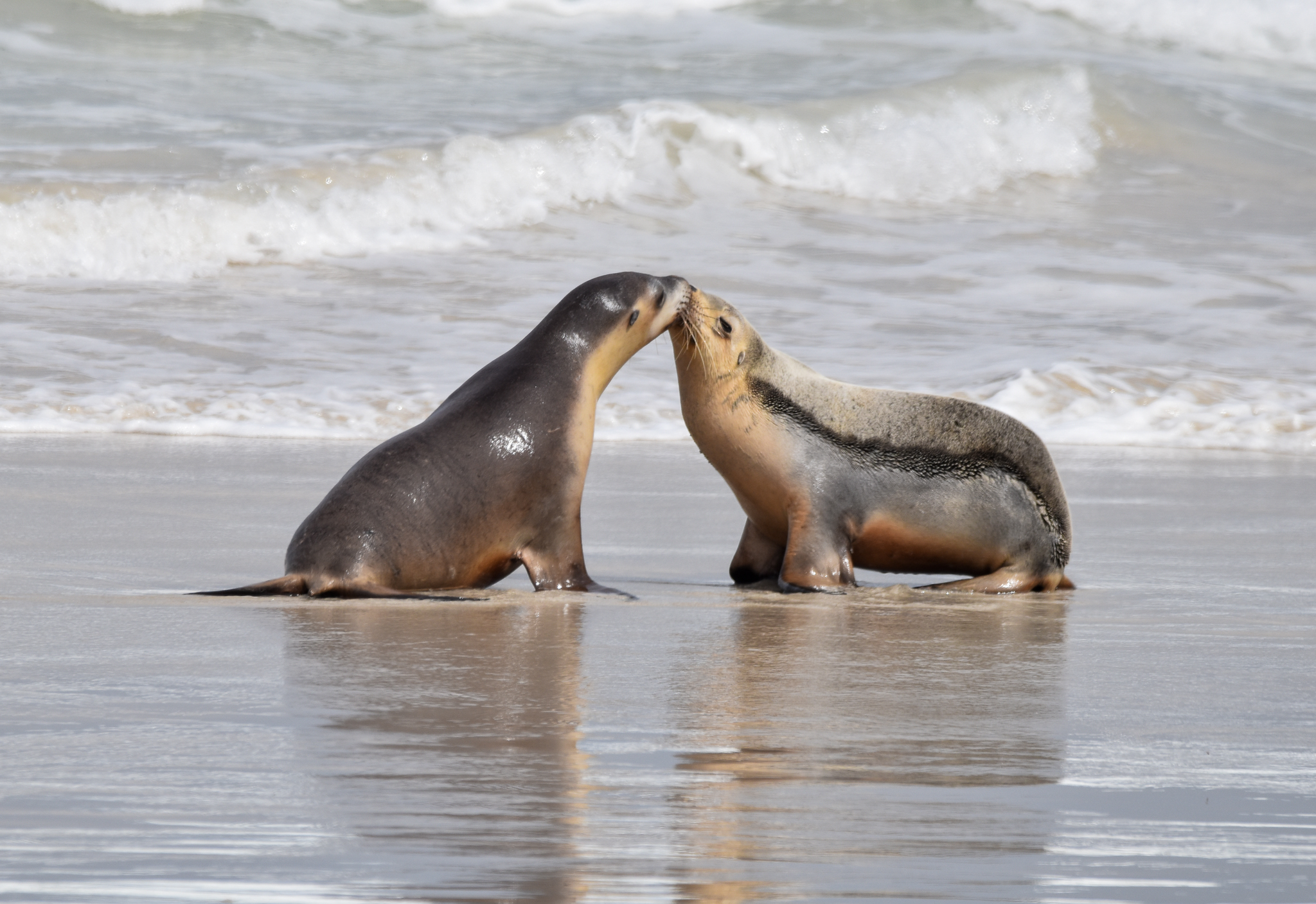 Australian Sea Lions