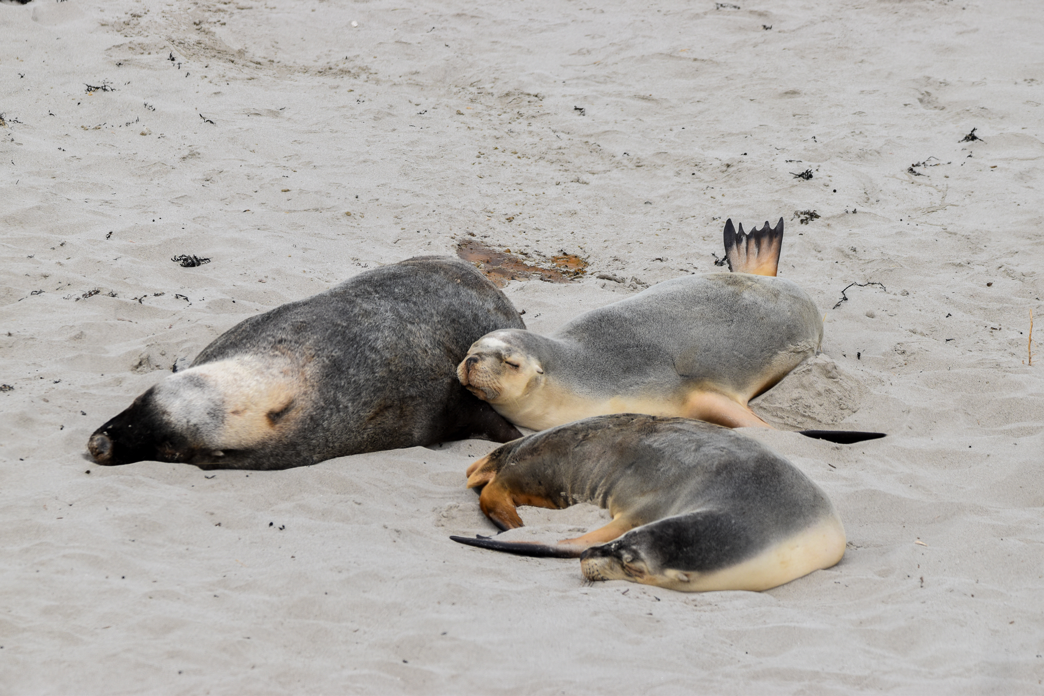 Australian Sea Lions
