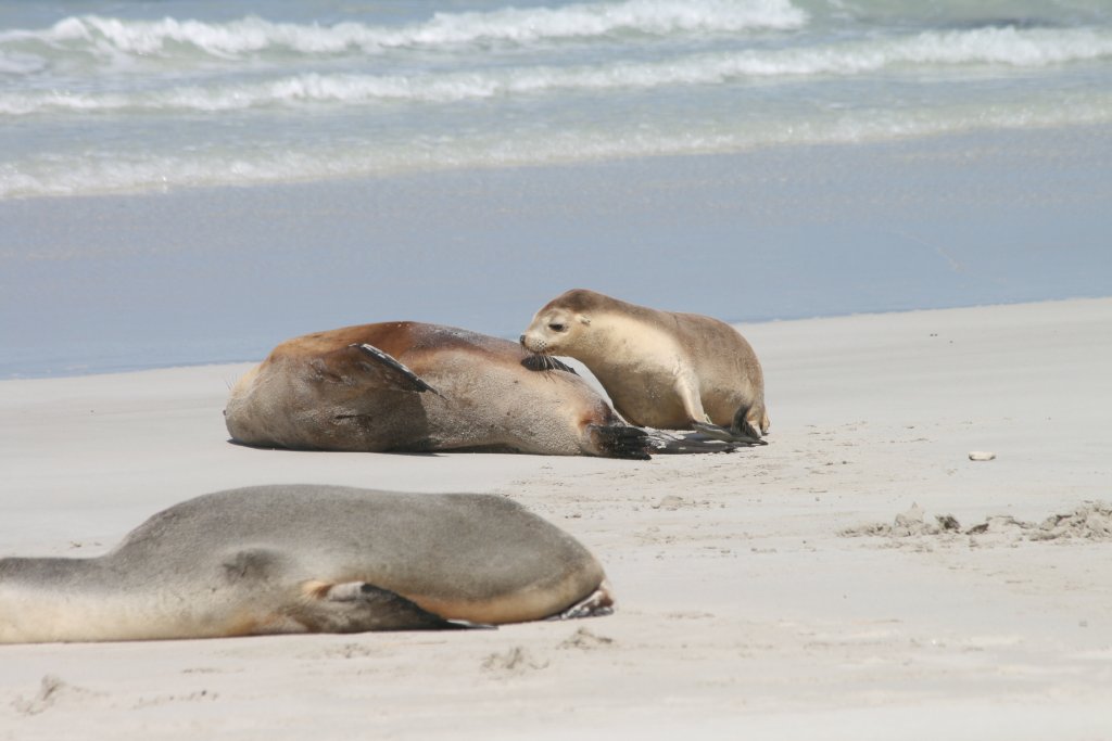 Australian Sealion and pup