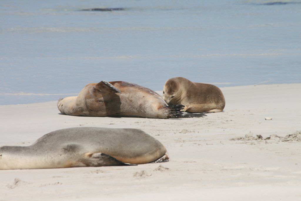 Australian Sealion and pup