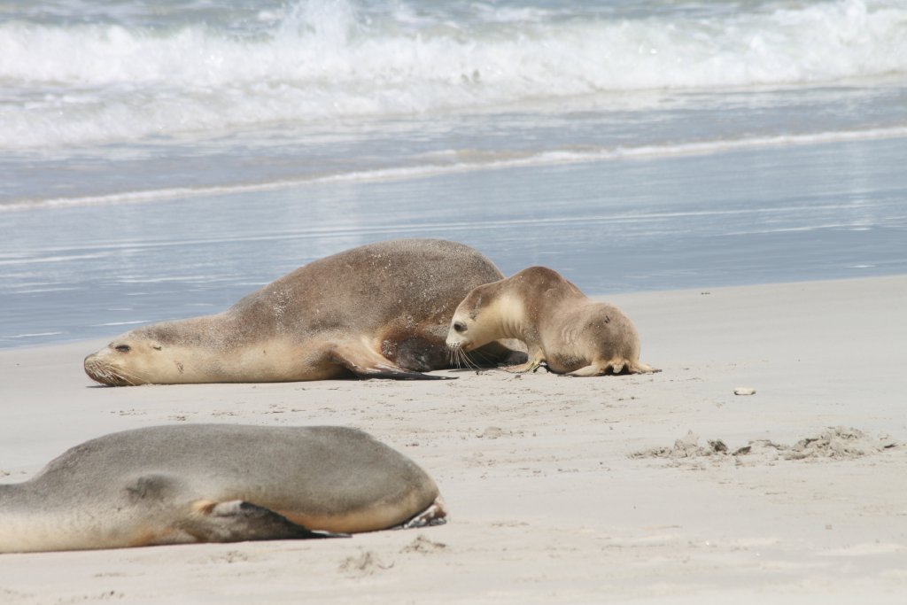 Australian Sealion and pup