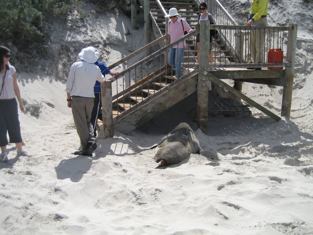 Australian Sealion and tourists
