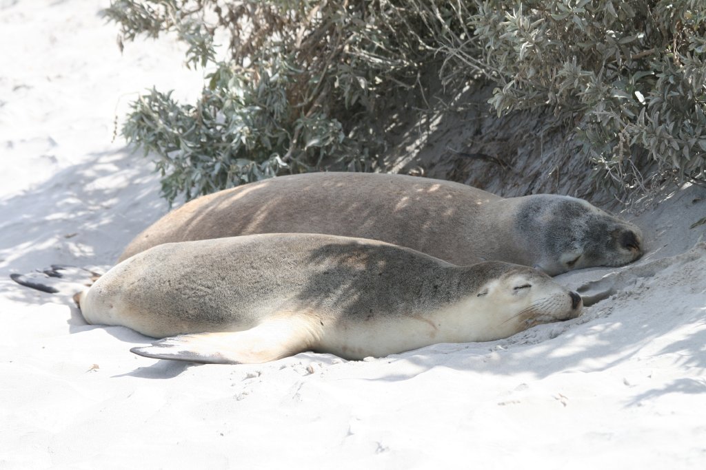 Australian Sealion asleep in the shade