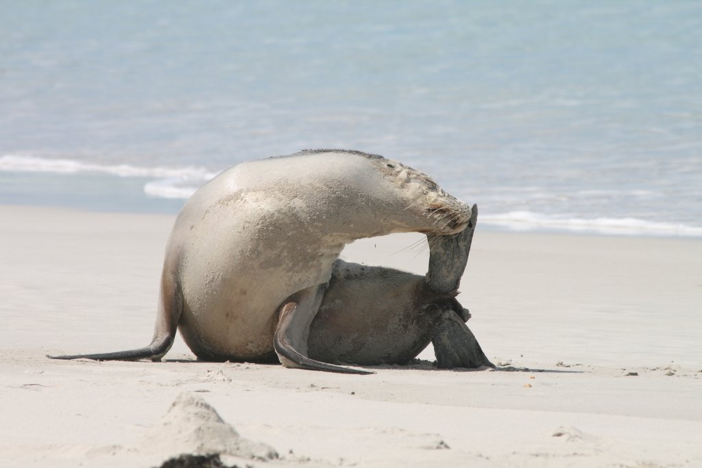 Australian Sealion having a scratch