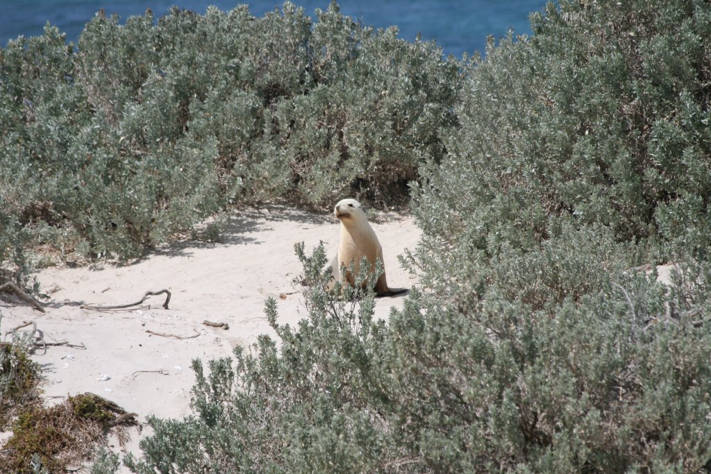 Australian Sealion in the dunes