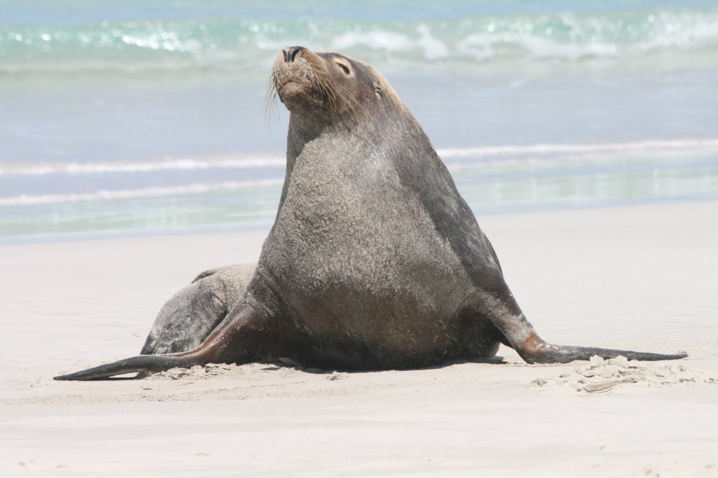 Australian Sealion male