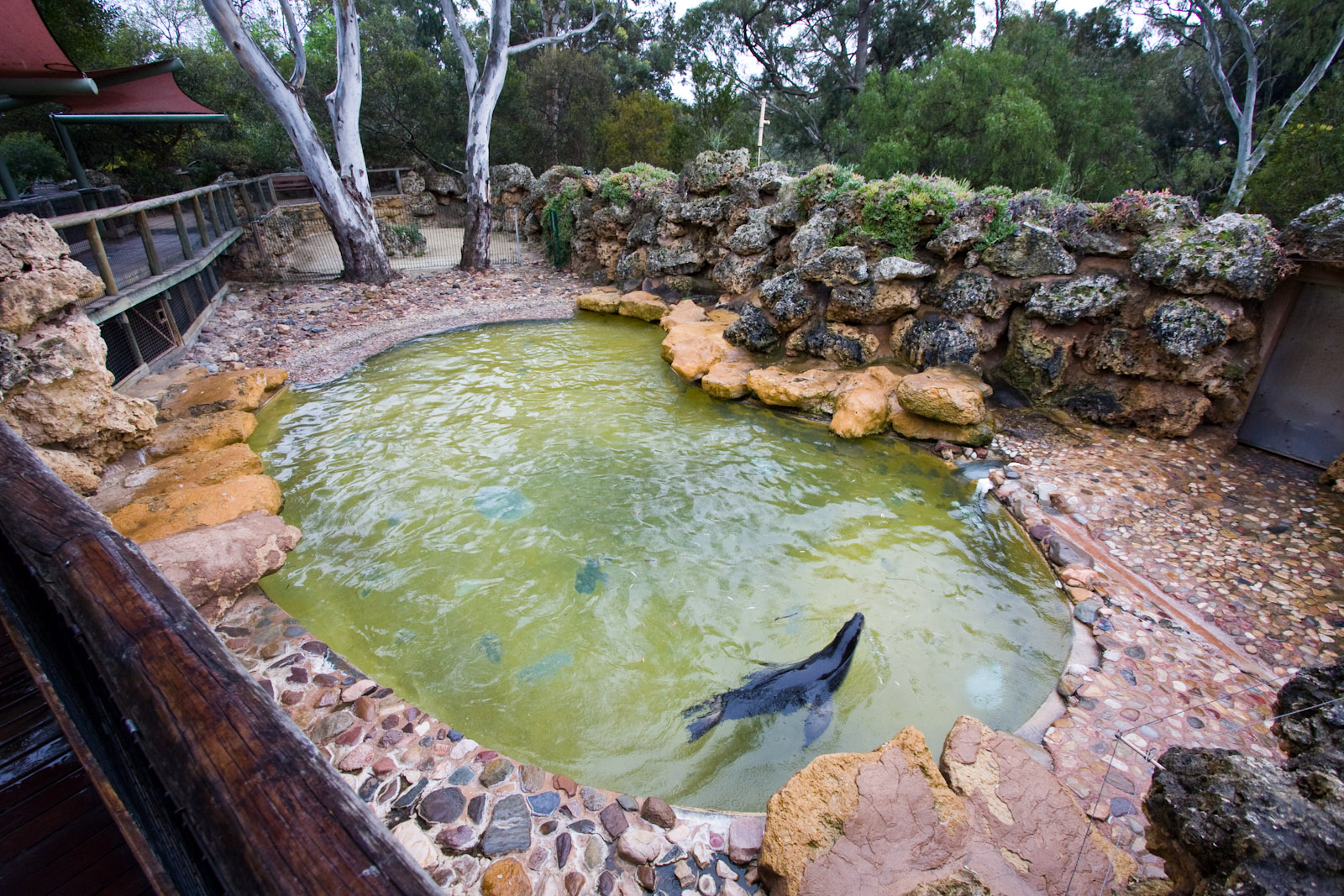 Australian Sealion - Sep 2008