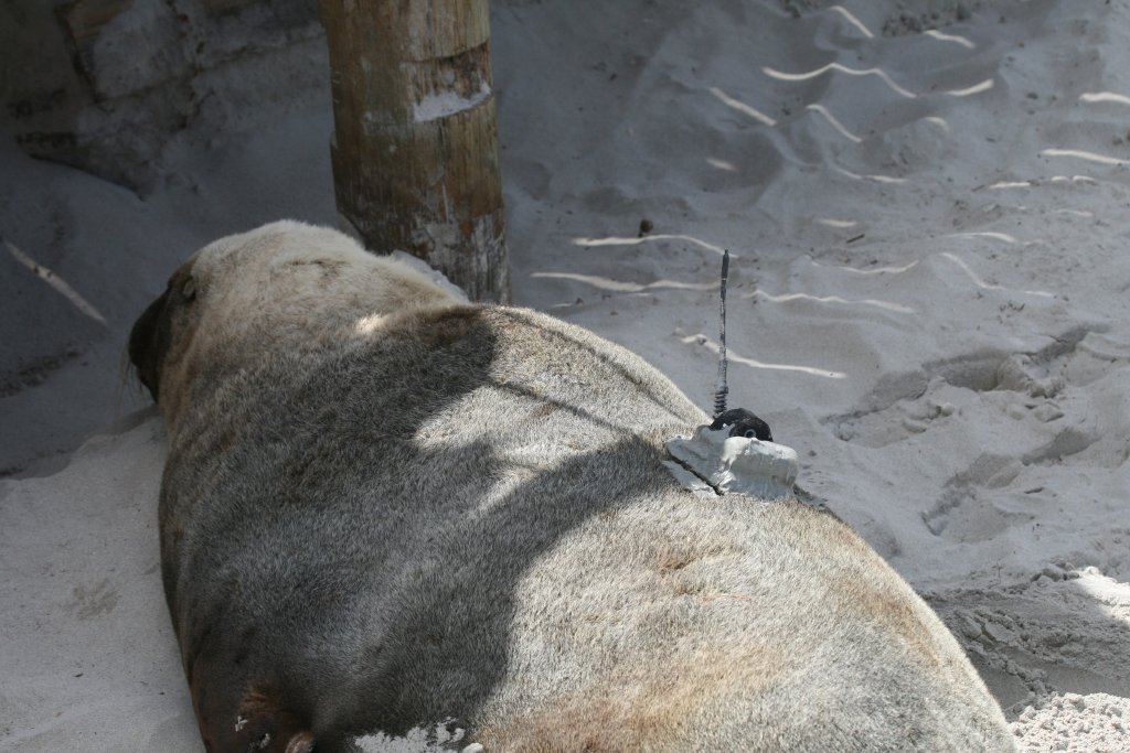 Australian Sealion with radiotracking device