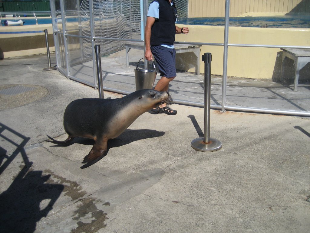 Australian Sealion