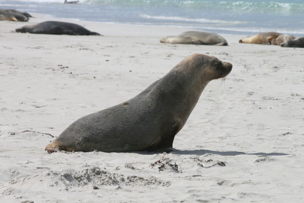 Australian Sealion