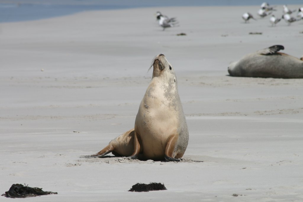 Australian Sealion