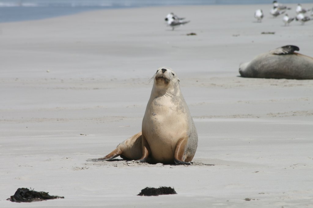 Australian Sealion