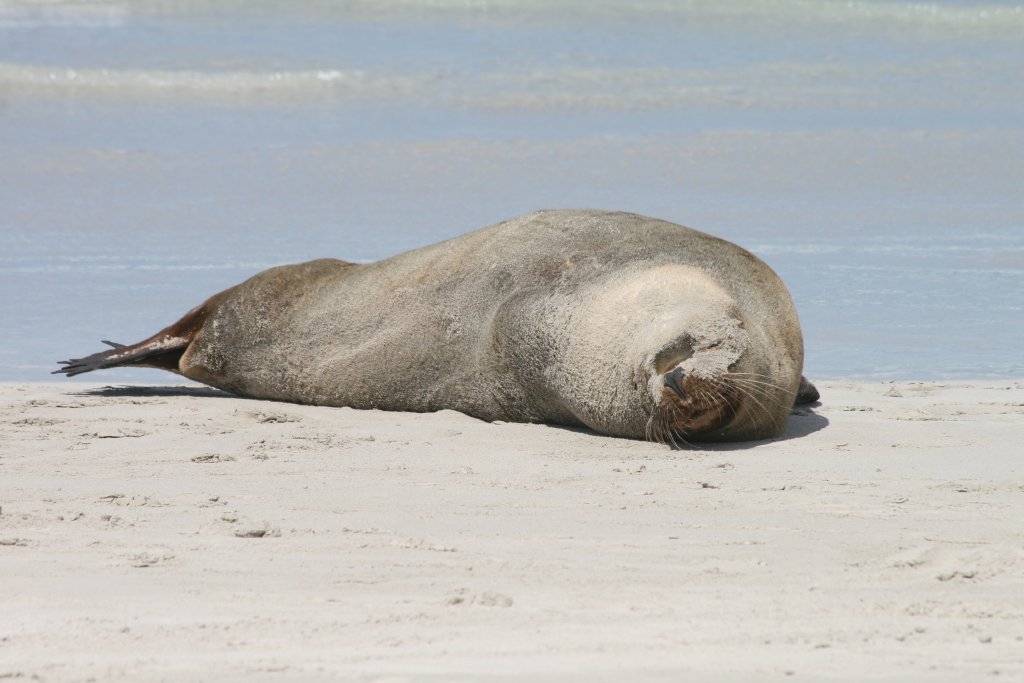 Australian Sealion