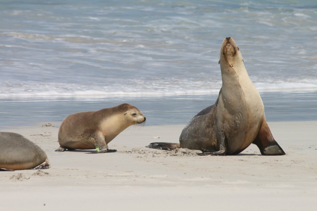 Australian Sealion