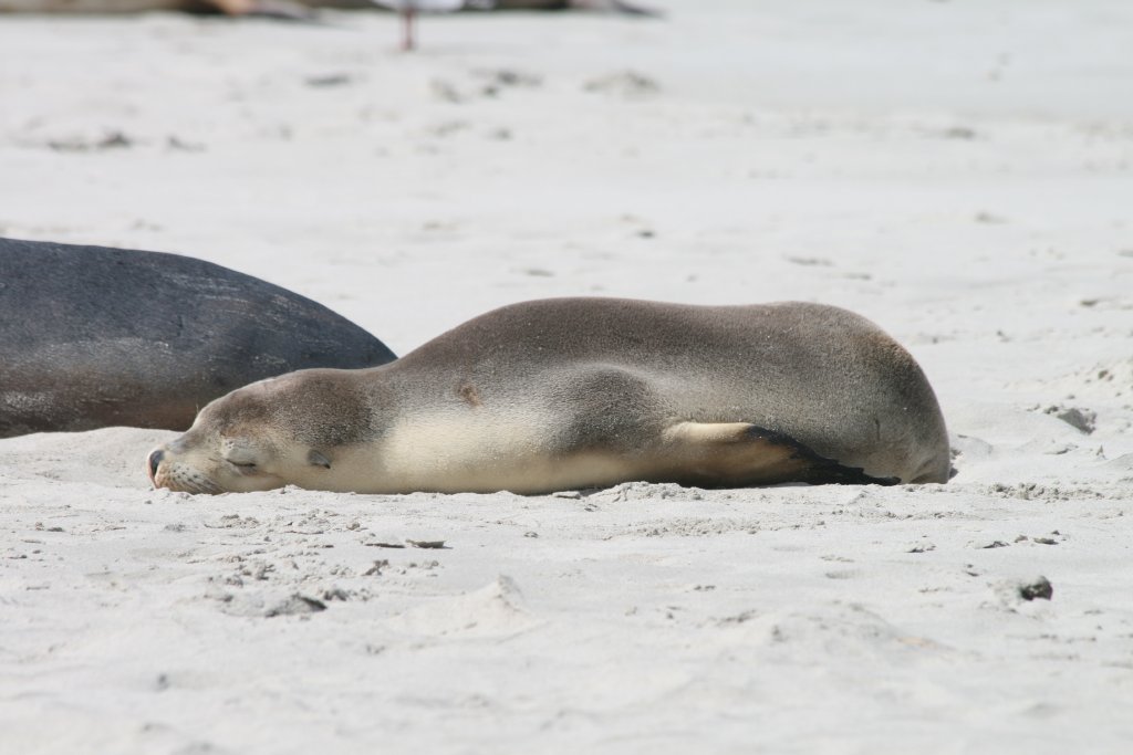 Australian Sealion
