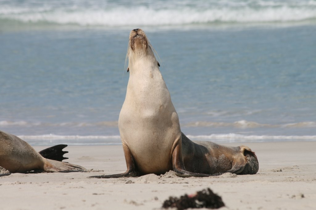 Australian Sealion
