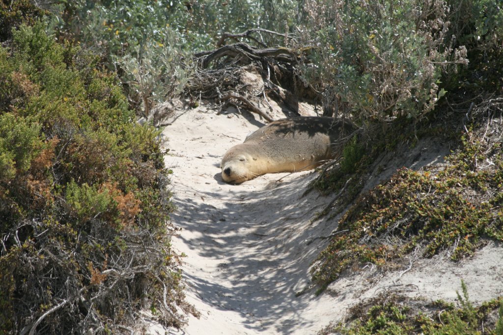 Australian Sealion