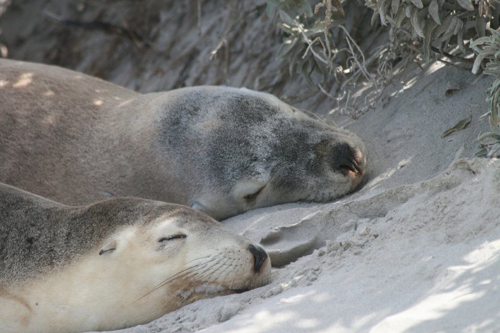 Australian Sealions closeup