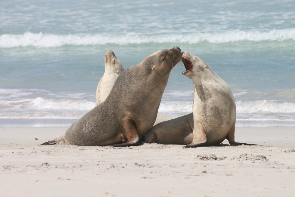 Australian Sealions - Not tonight, I have a headache!